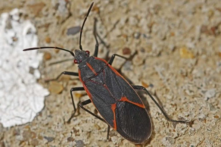 Why Bugs Love Your House More Than You Do (and How to Kick Them Out)